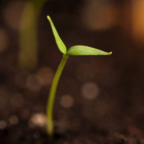A new young sprout sprouts from the ground and stretches towards the light. The concept of ecology, eco-products, new life.